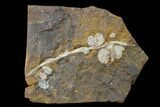 Fossil Fruit (Nordenskioldia) Infructescence - North Dakota #145350-1